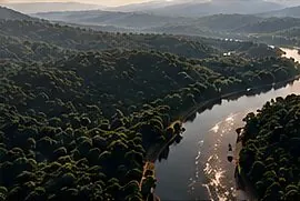 River through rainforest