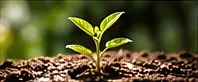 Seedling growing from soil