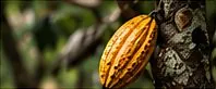Cocoa pod on a tree