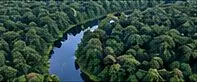 River through forest